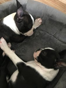 Boston Terrier puppies