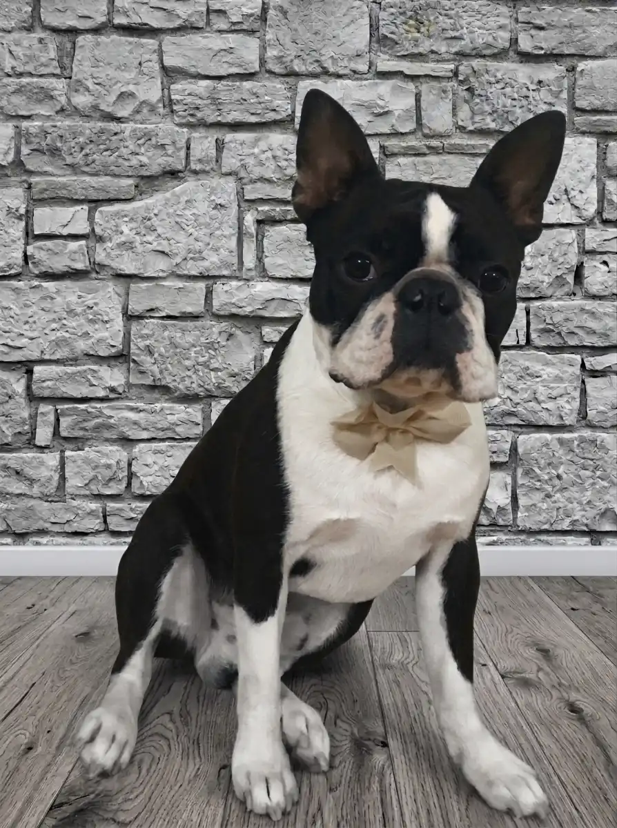 Boston Terrier